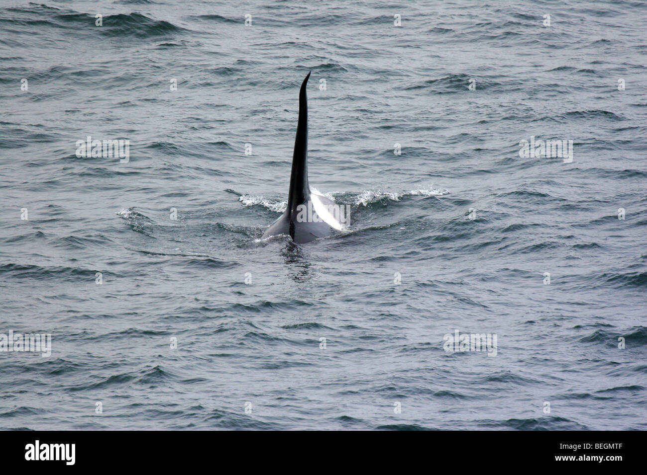South georgia orca killer whale mammal hi-res stock photography and images  - Alamy