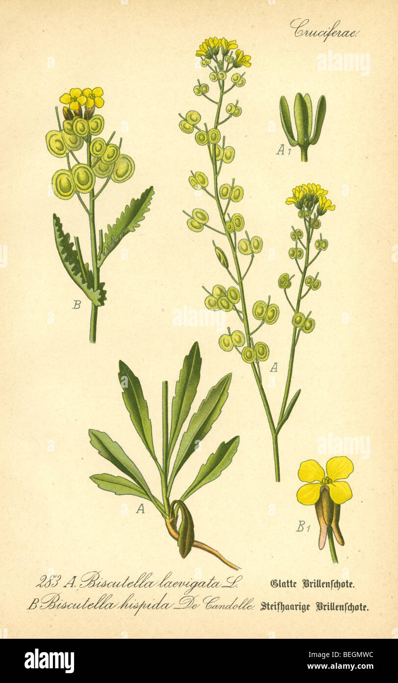 Image of mustard plant | Public domain vectors