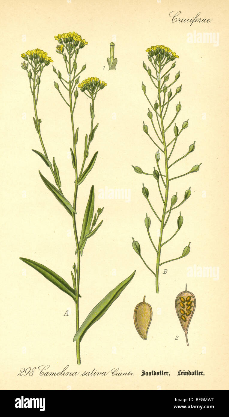 Circa 1880s engraving of camelina (Camelina sativa) from Prof Dr Thome's Flora of Germany. Stock Photo