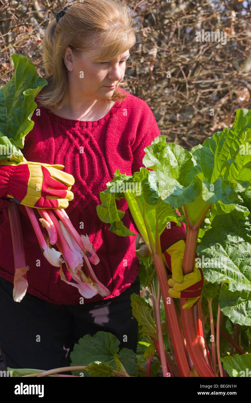 Woman pulling rhubarb Rheum rhaponticum Stock Photo