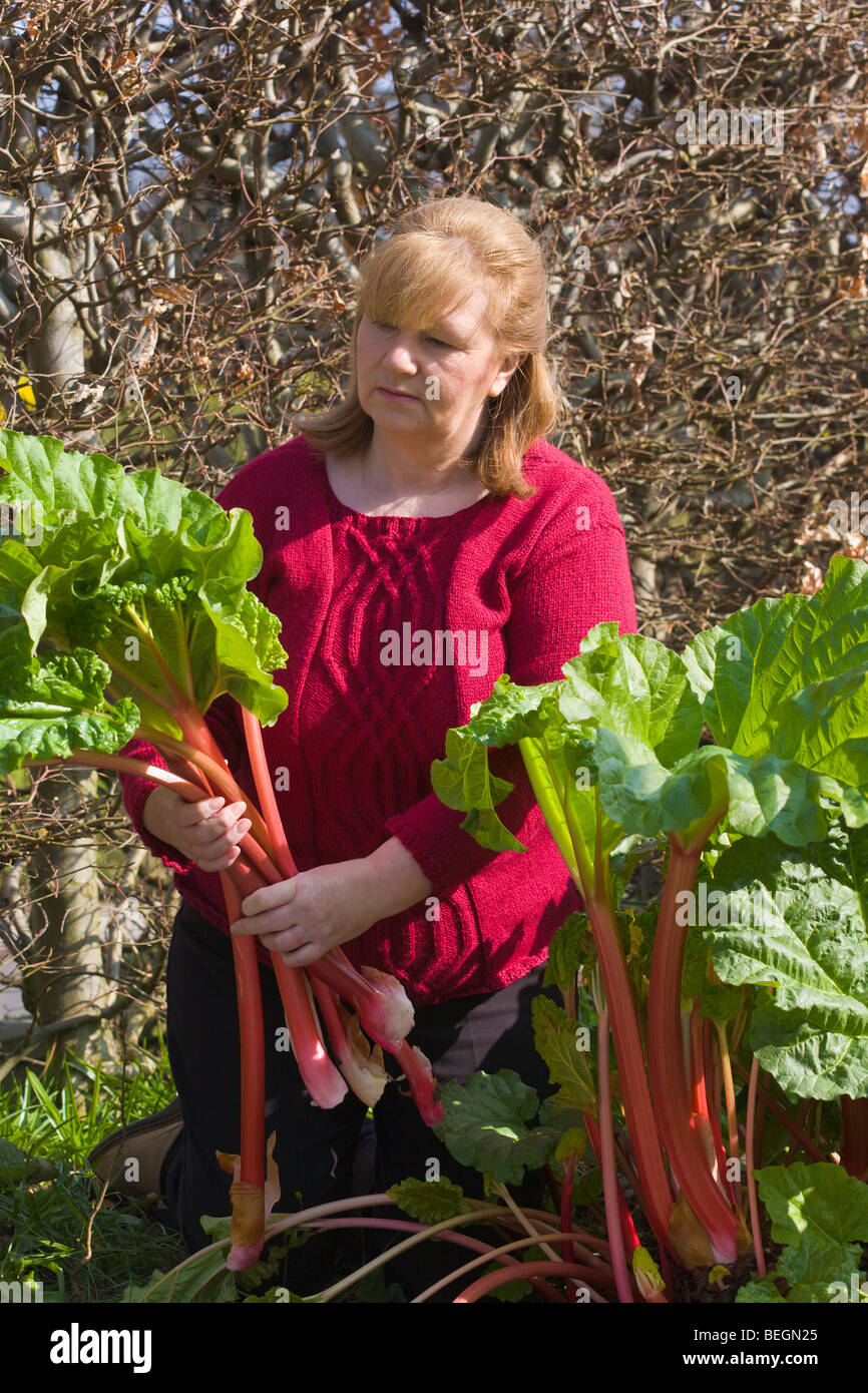 Woman pulling rhubarb Rheum rhaponticum Stock Photo