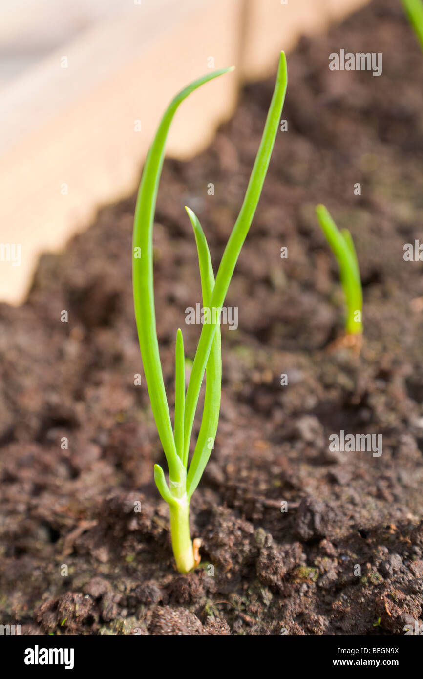 Onions growing in a raised bed Stock Photo