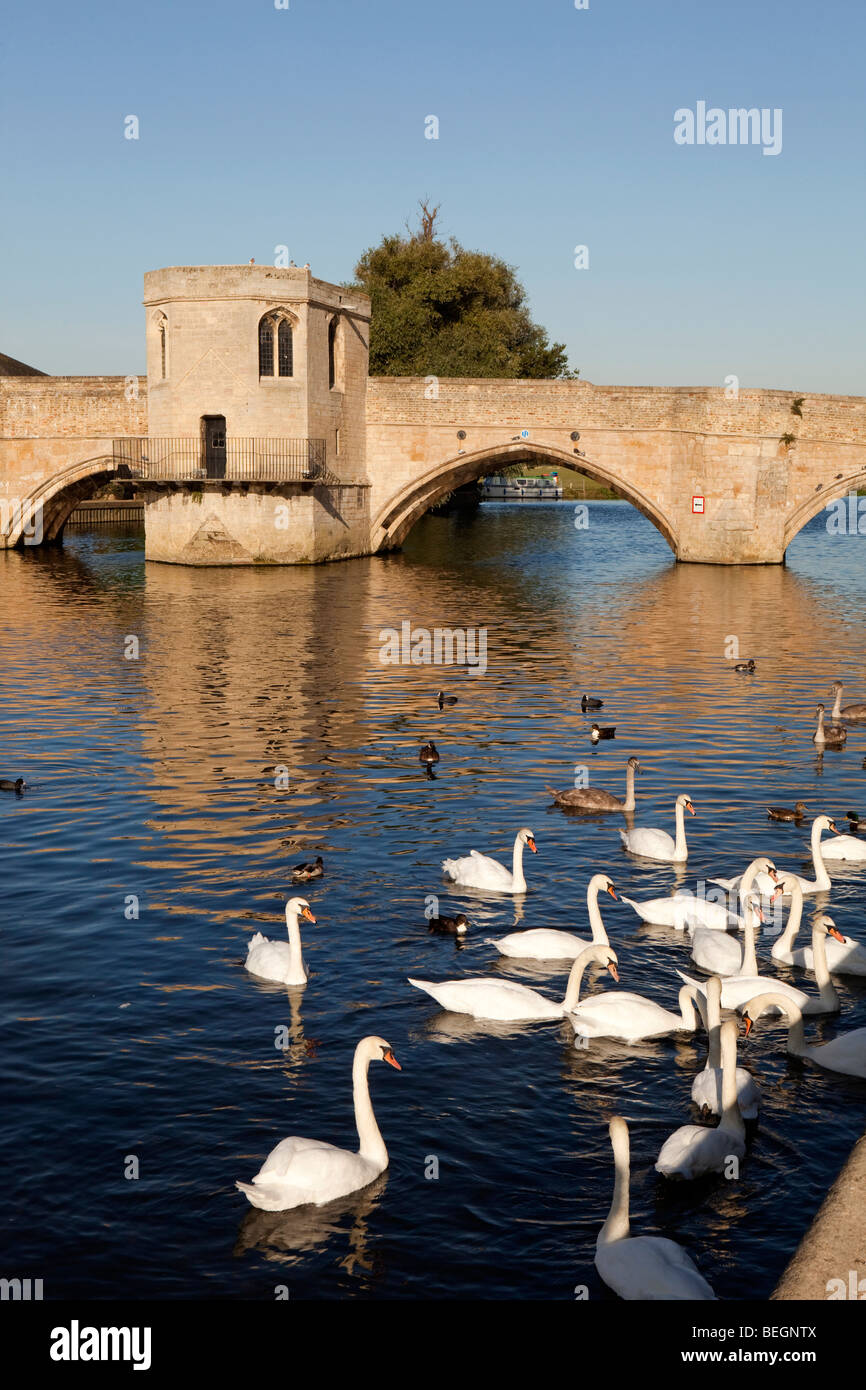 England, Cambridgeshire, St Ives, Quay, swans and ducks on River Great Ouse by stone bridge and chapel Stock Photo