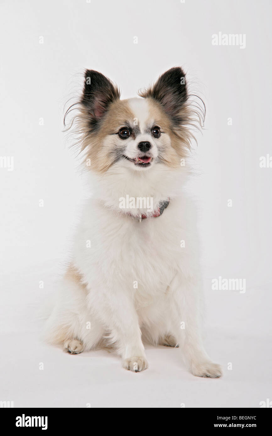 A cute Papillon toy dog sitting on its hind legs on a white backdrop. Stock Photo