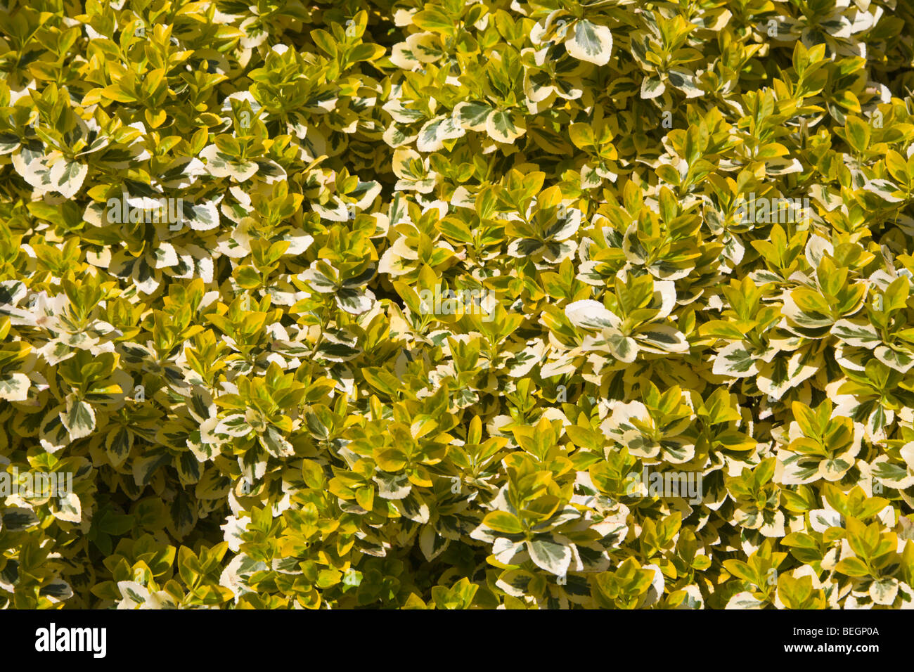 Euonymus fortunei shrub Stock Photo