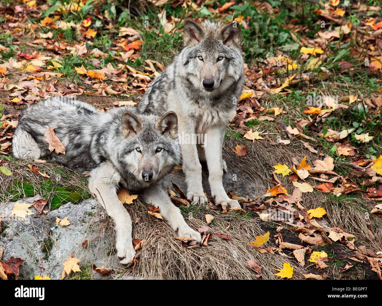 Young wolves hi-res stock photography and images - Alamy