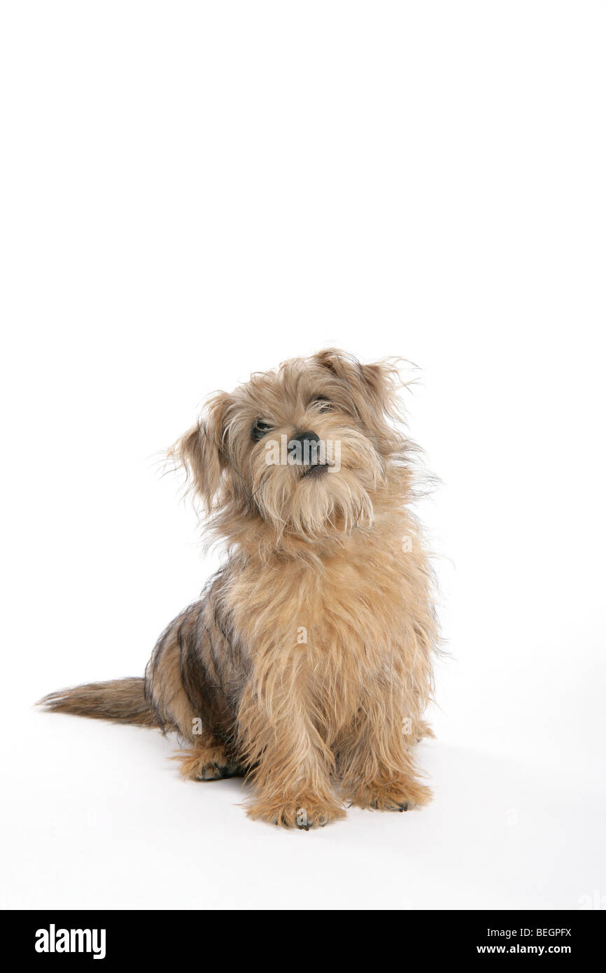 A Norfolk Terrier dog on its hind legs begging with his paws off the ground on a white background. Stock Photo