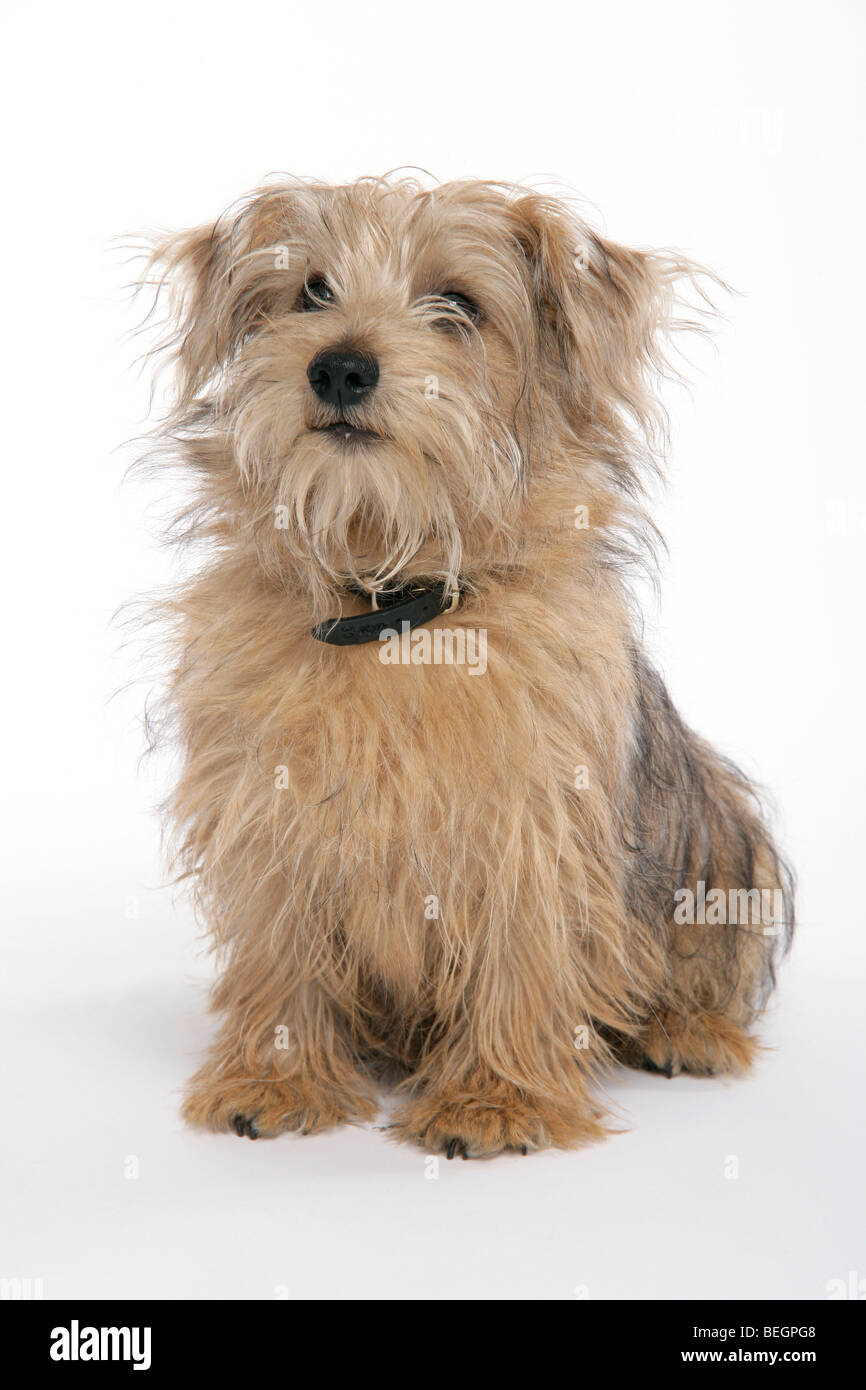 A Norfolk Terrier Dog On Its Hind Legs Begging With His Paws Off The Stock Photo Alamy