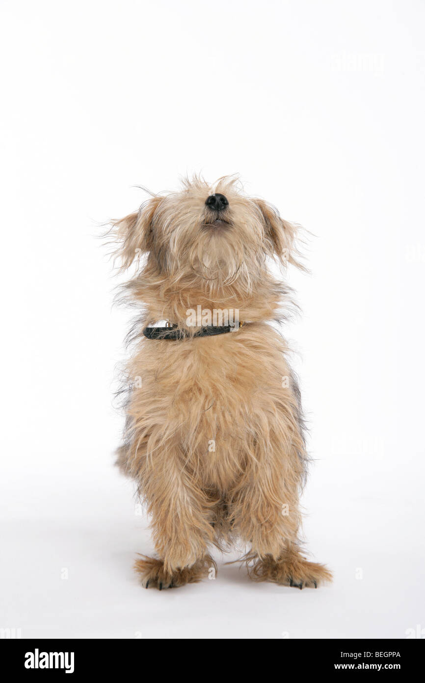 A Norfolk Terrier dog on its hind legs begging with his paws off the ground on a white background. Stock Photo