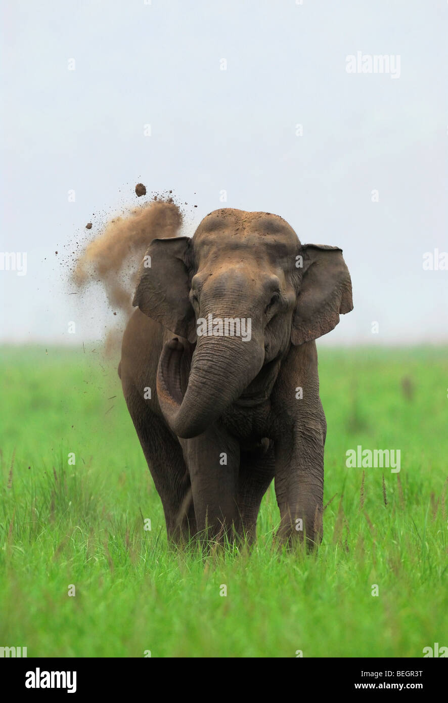 Indian Elephant taking Mud Bath Stock Photo
