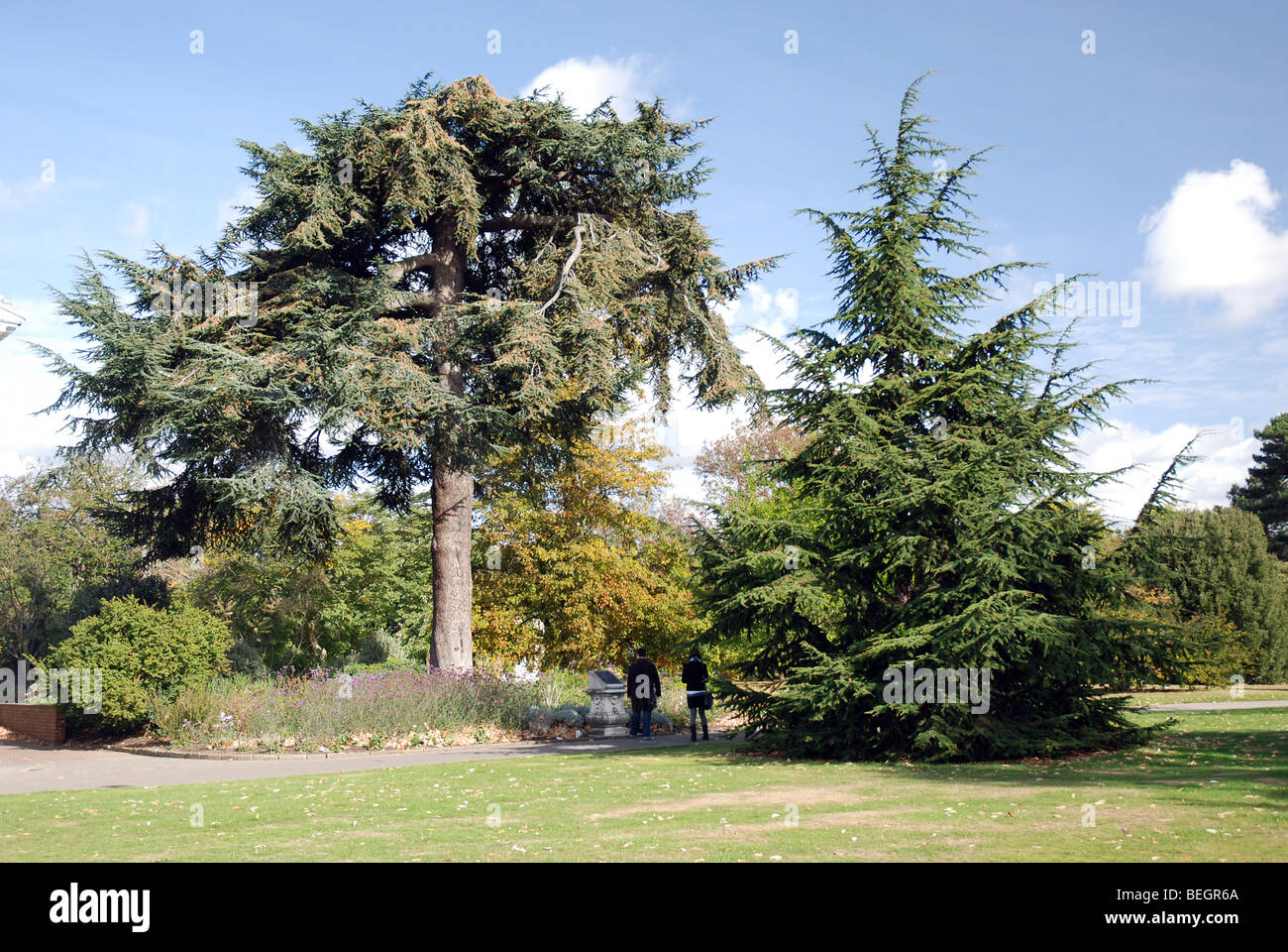 Trees in Kew Gardens. Caucasian spruce (Picea orientalis) and possibly Cedar of Lebanon (Cedrus libani) Stock Photo