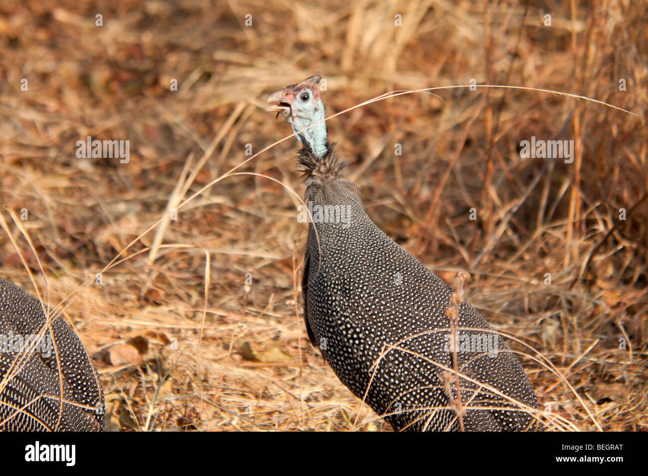 Bush fowl hires stock photography and images Alamy