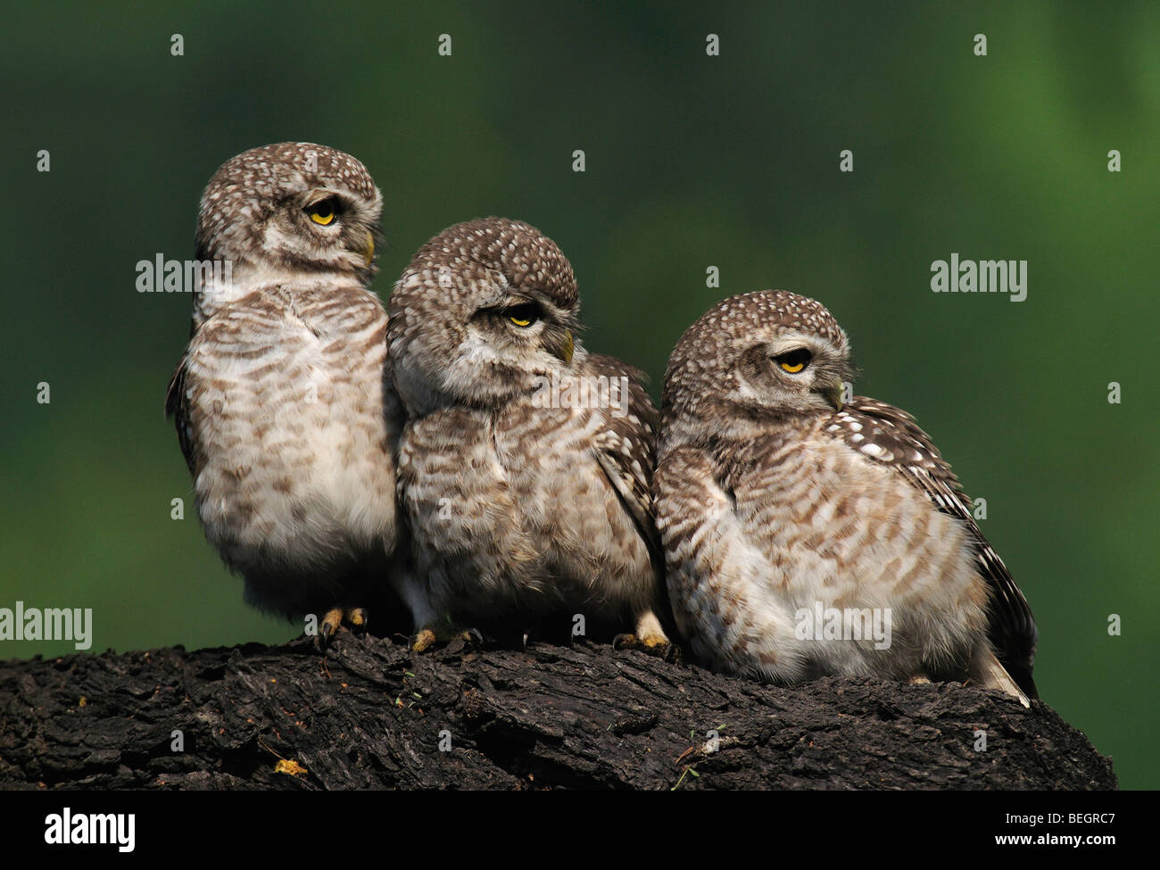 Spotted Owlets - Team Stock Photo