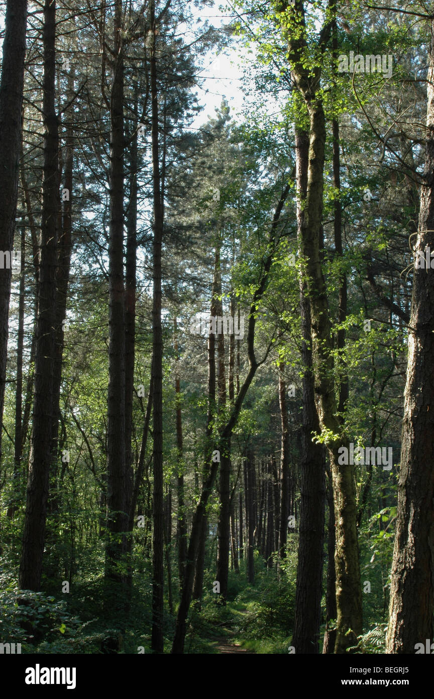 Withnell Plantation, Chorley Stock Photo Alamy