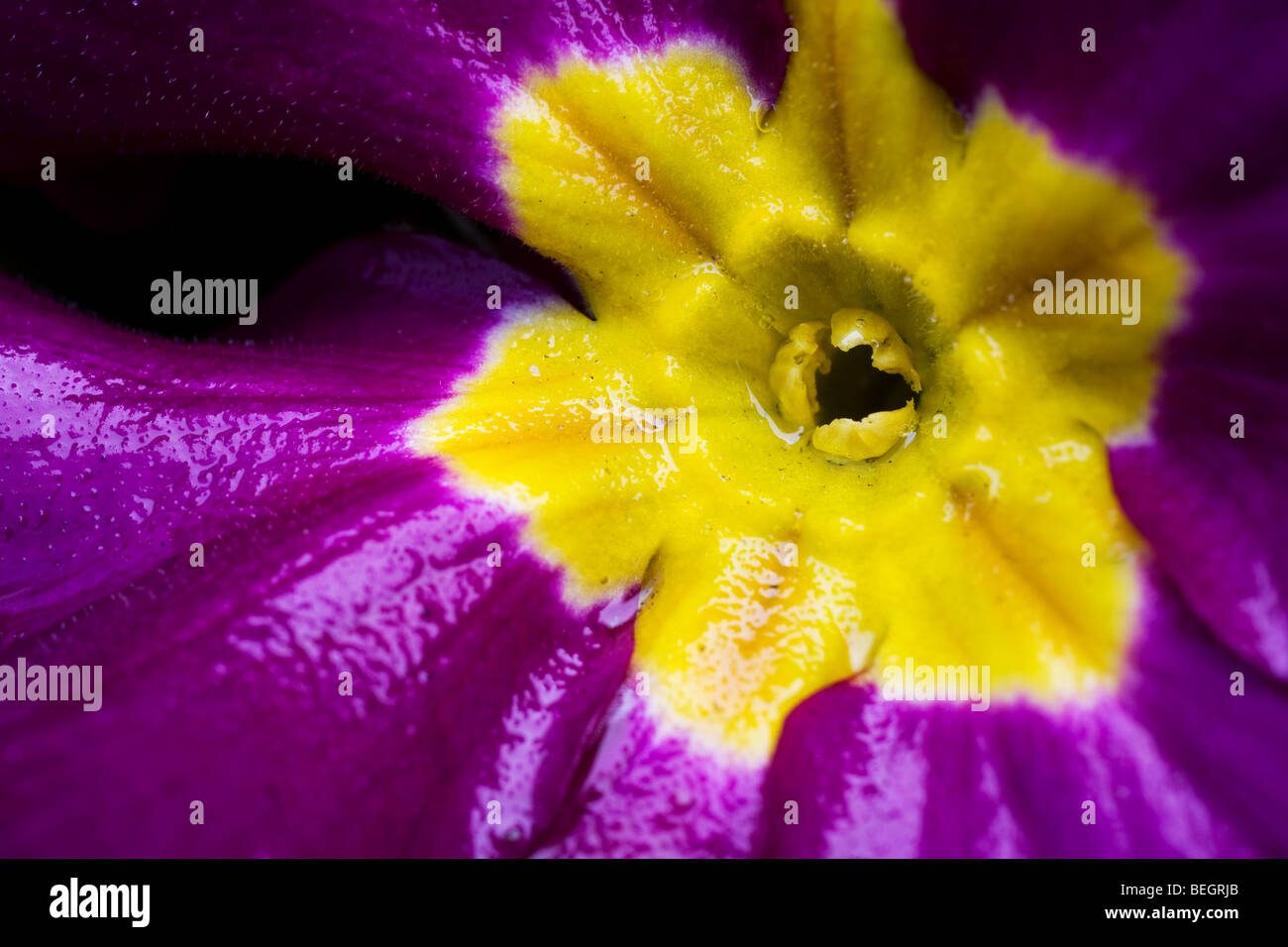 Purple Polyanthus close up Stock Photo