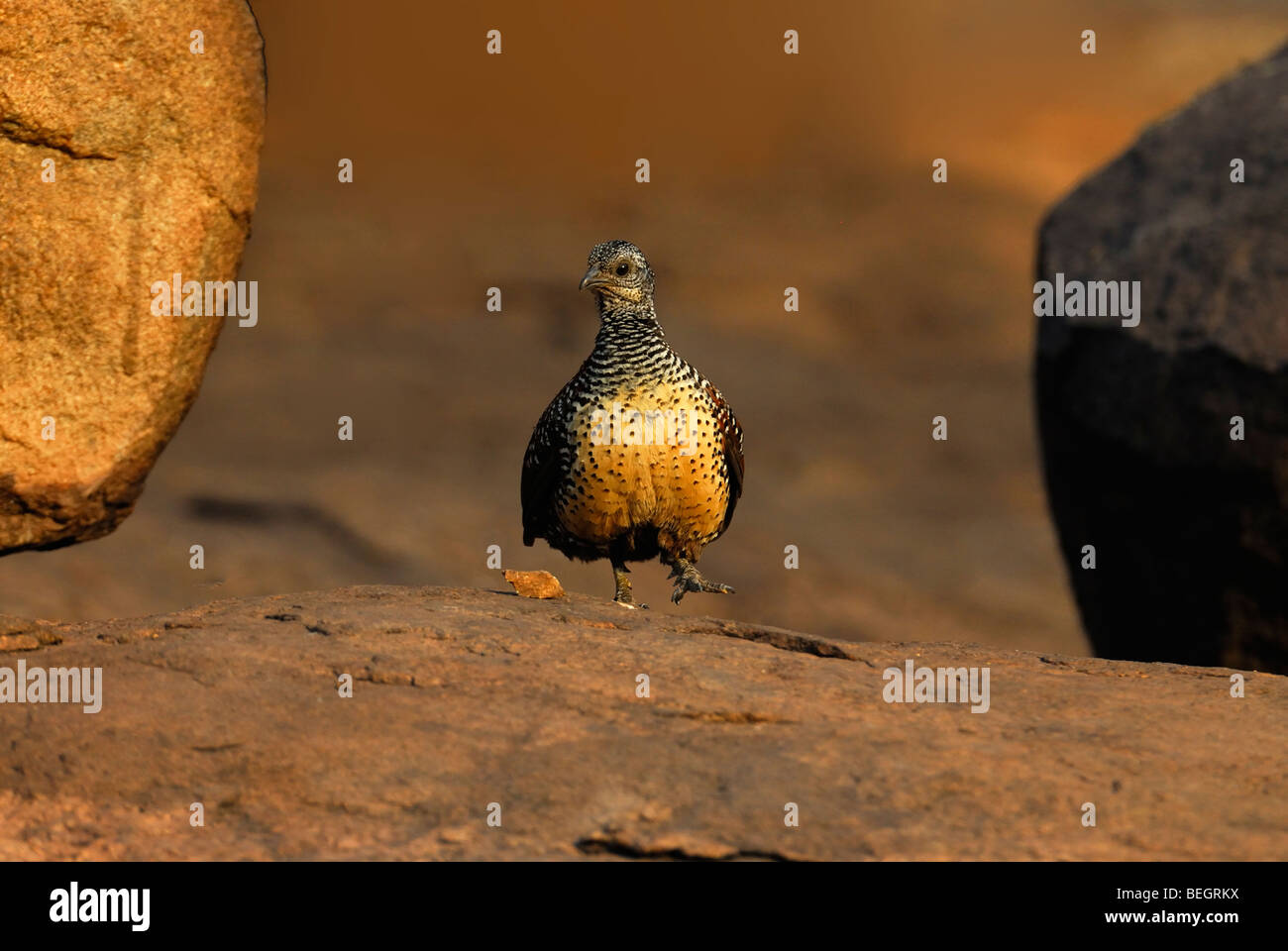 Painted Spurfowl, Daroji Sloth Bear Sanctuary, India Stock Photo - Alamy