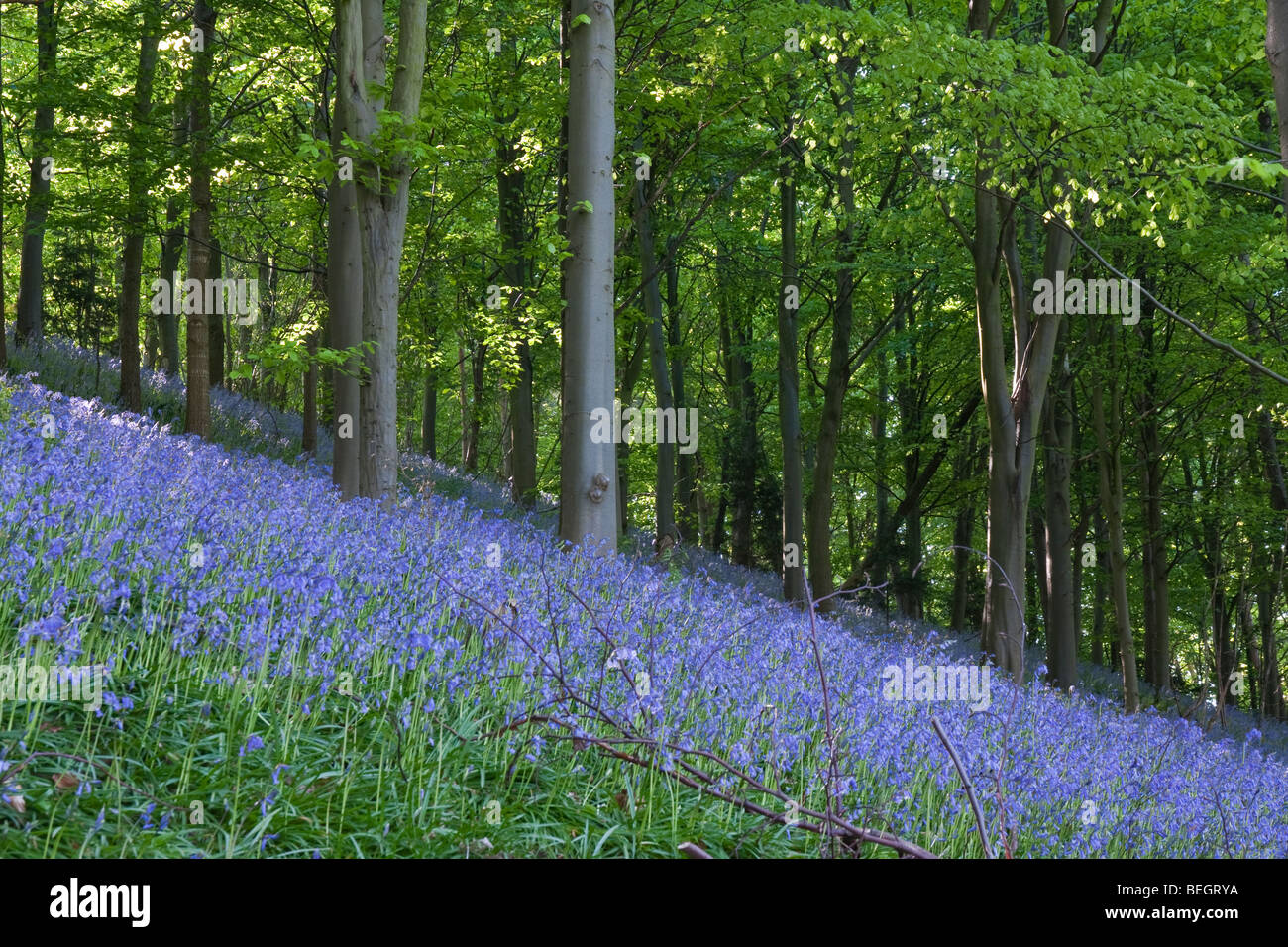 field of Bluebells in woodland UK Stock Photo