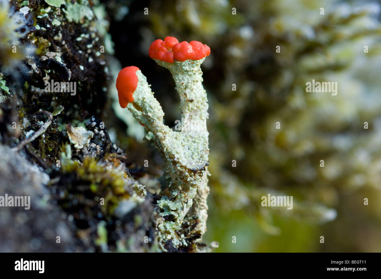 Cladonia floerkeana lichen, also known as English Soldiers, growing on granite rock in the Cairngorms Stock Photo