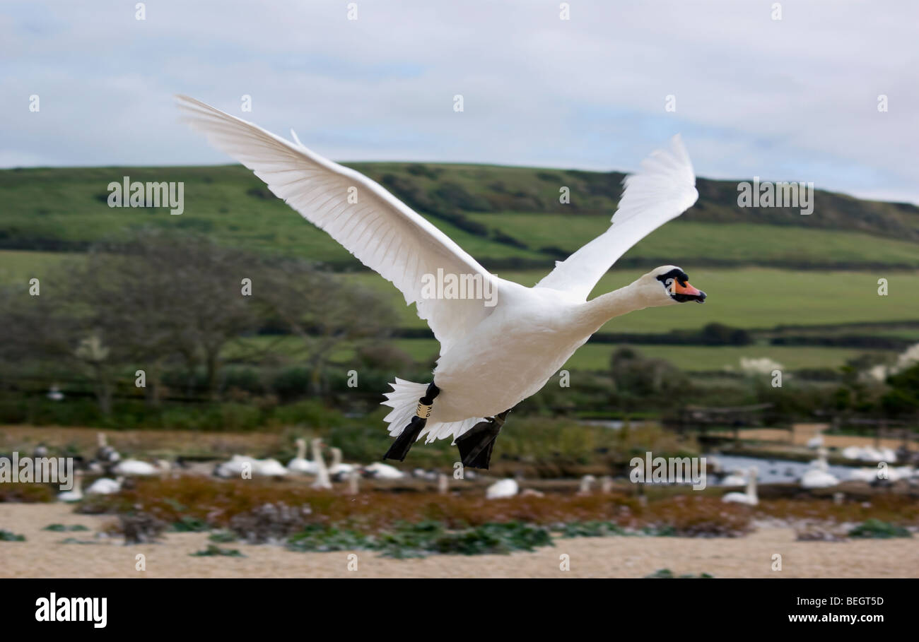 MUTE SWAN IN FLIGHT Stock Photo Alamy