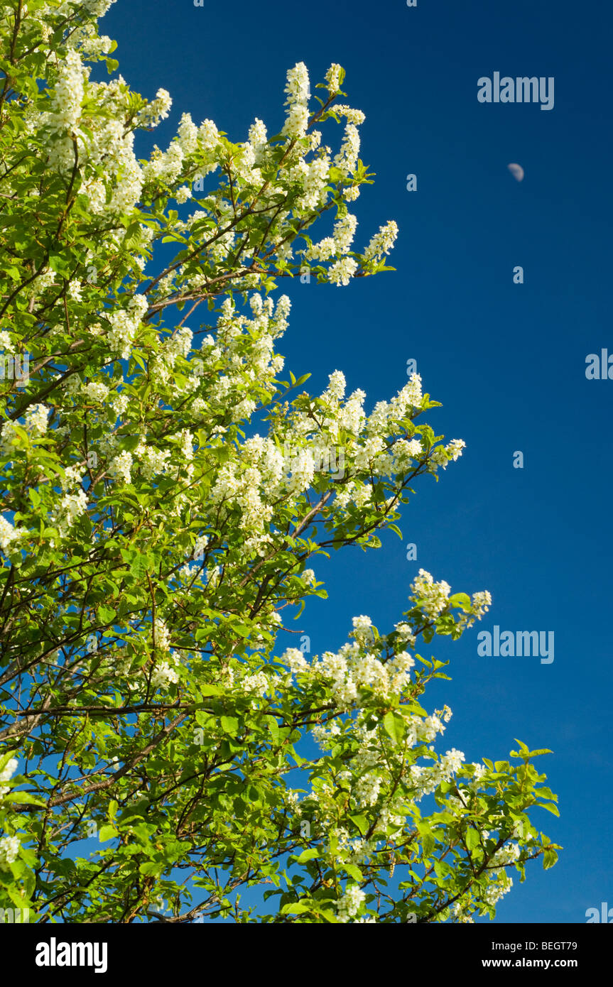 Bird Cherry, Prunus padus, tree in blossom, growing in Glen Gairn, against a blue sky with a moon Stock Photo