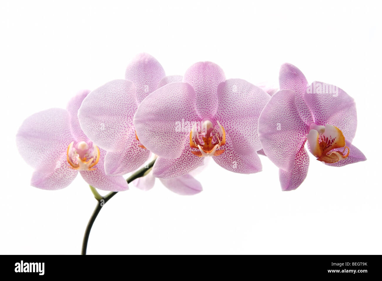 Pink orchid isolated on white background Stock Photo - Alamy