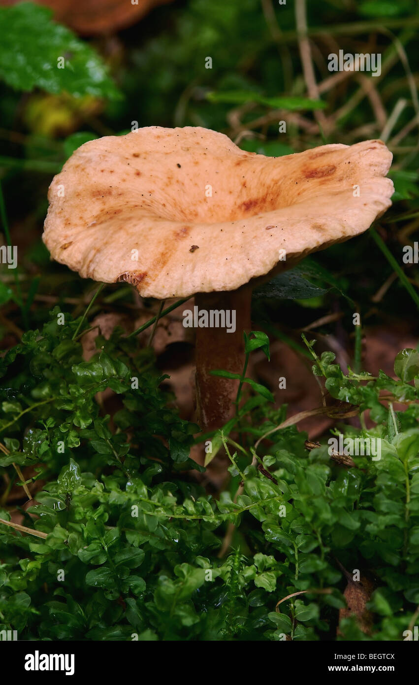 Mushroom (Clitocybe inversa) Stock Photo