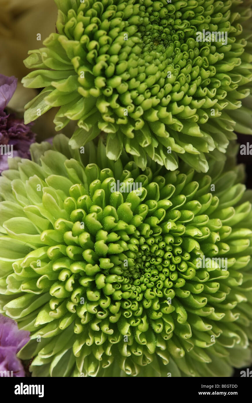 Background of green chrysanthemum macro Stock Photo - Alamy