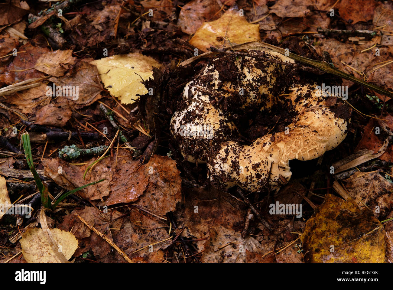 Fleecy milkcap, milk mushroom, milk-agaric (Lactarius resimus) Stock Photo