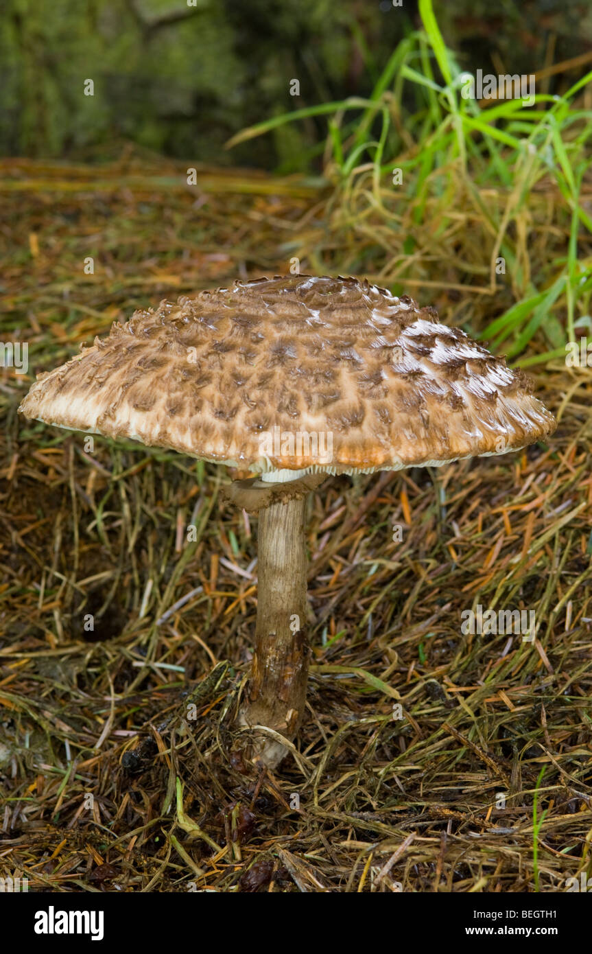 Shaggy Parasol, Macrolepiota rhacodes, fungus Stock Photo