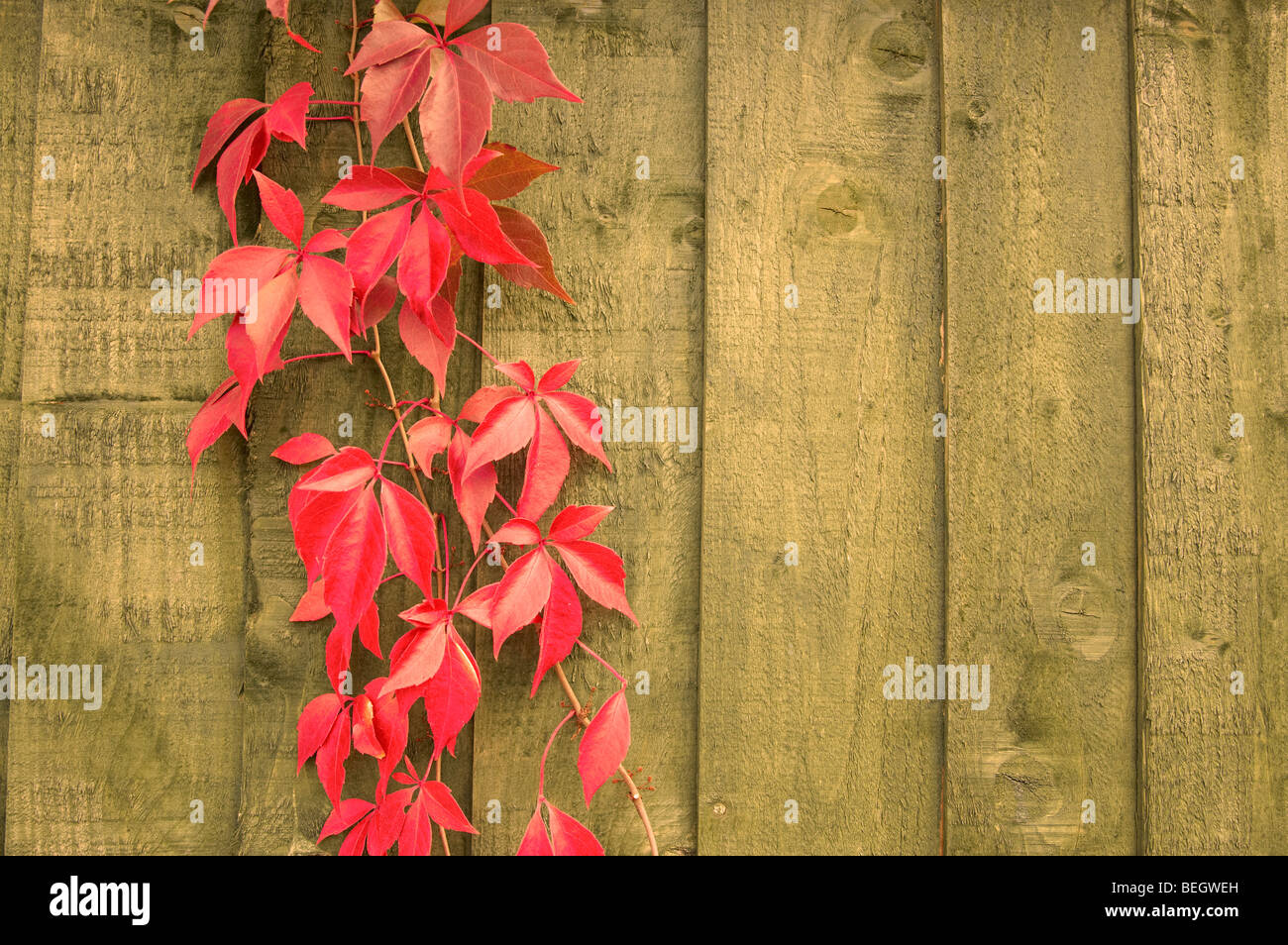 Ivy growing up a tree hi-res stock photography and images - Alamy