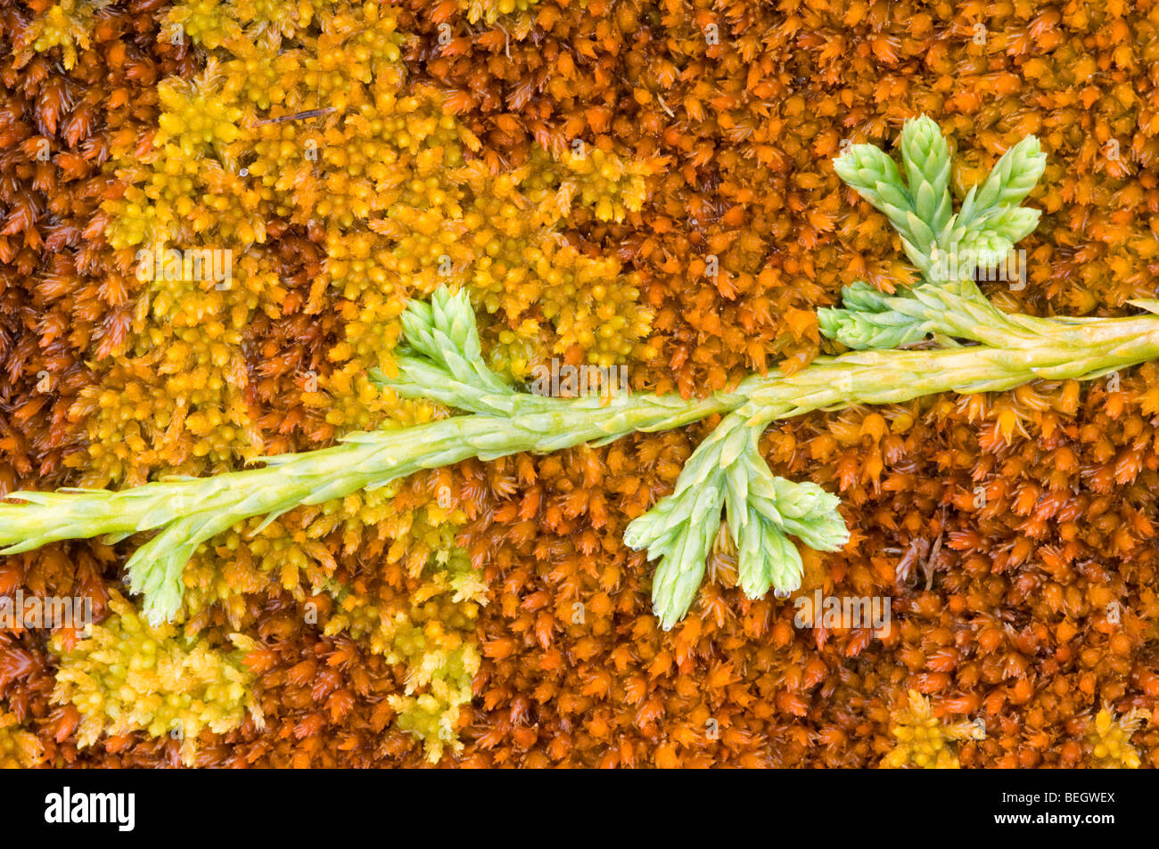 Alpine Clubmoss, Lycopodium alpinum, growing across a carpet of Sphagnum mosses in a bog on the Cairngorm plateau Stock Photo