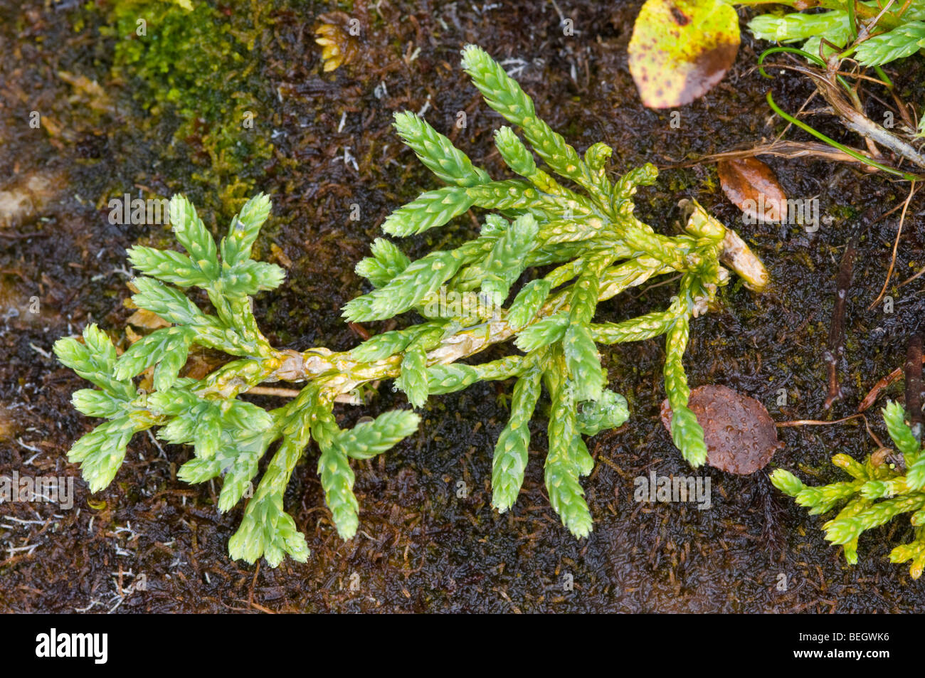 Alpine Clubmoss, Lycopodium alpinum, on the Cairngorm plateau Stock Photo