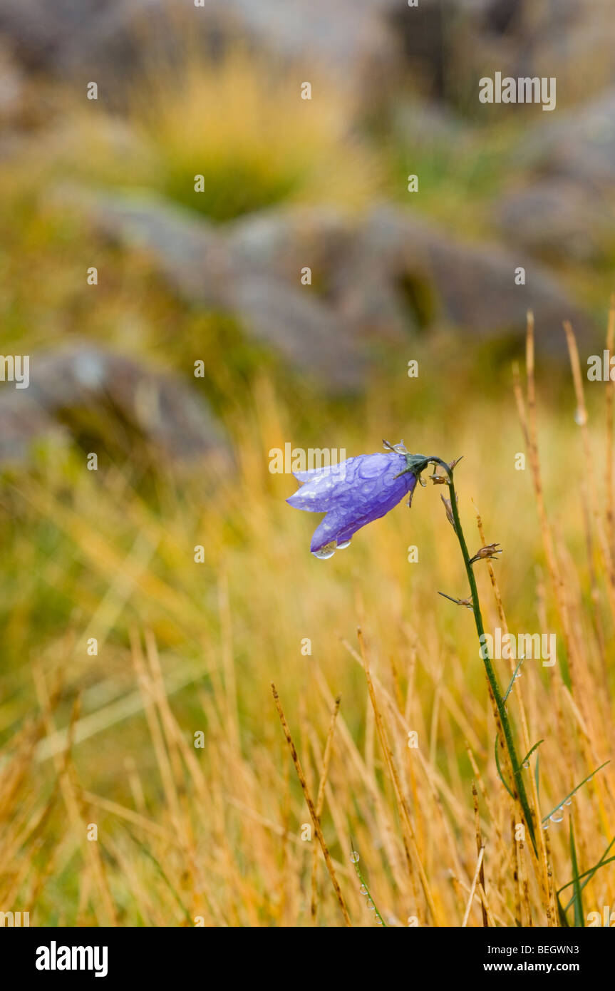 Common Harebell, or 'Scottish Bluebell', Campanula rotundifolia, growing among Deer Grass  in early autumn, Cairngorms Stock Photo