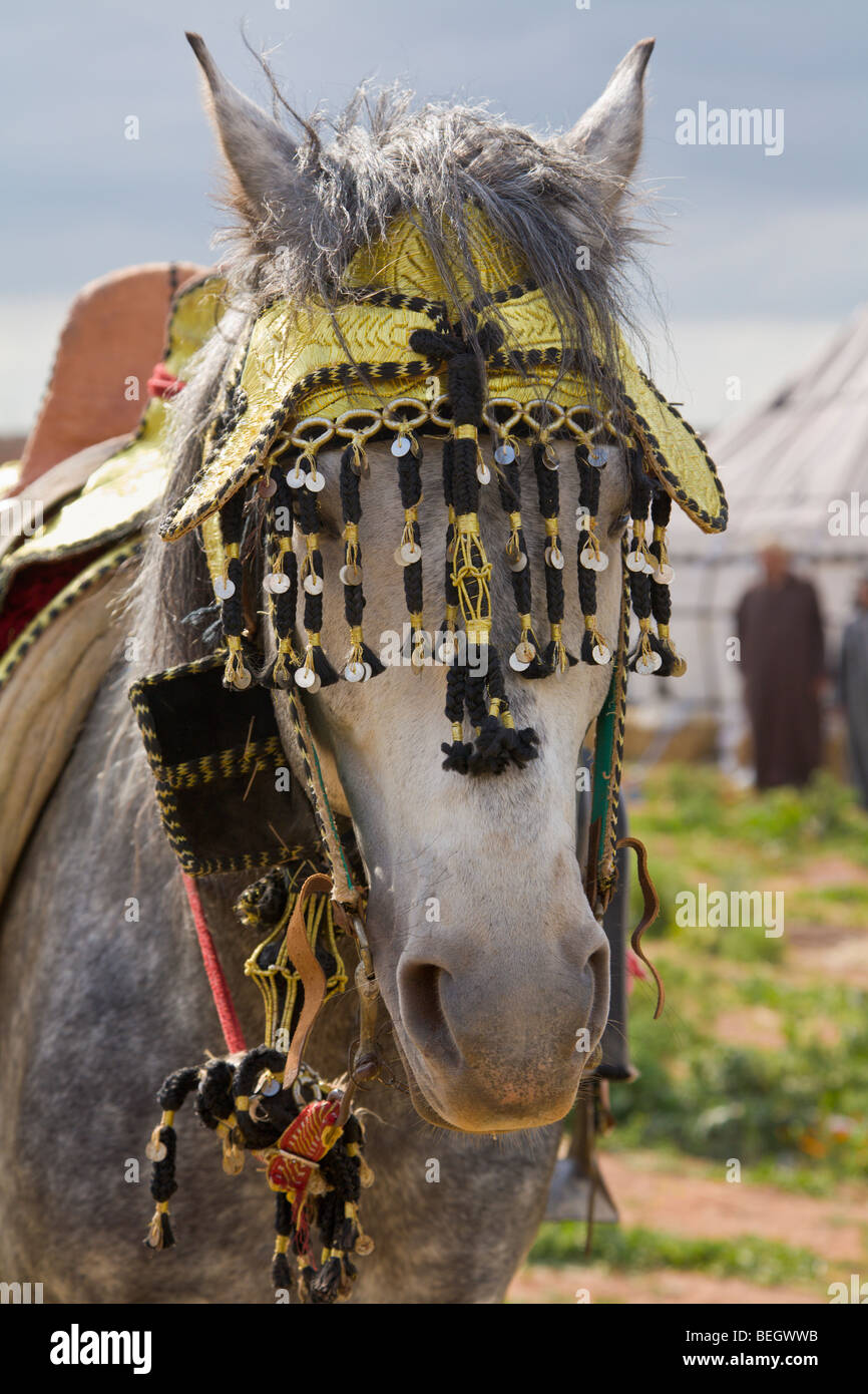 Portrait of a horse Meknes Morocco Stock Photo