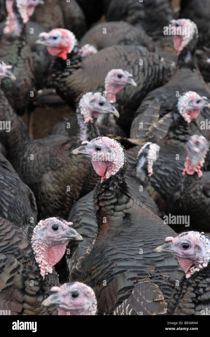 Turkeys norfolk hires stock photography and images Alamy