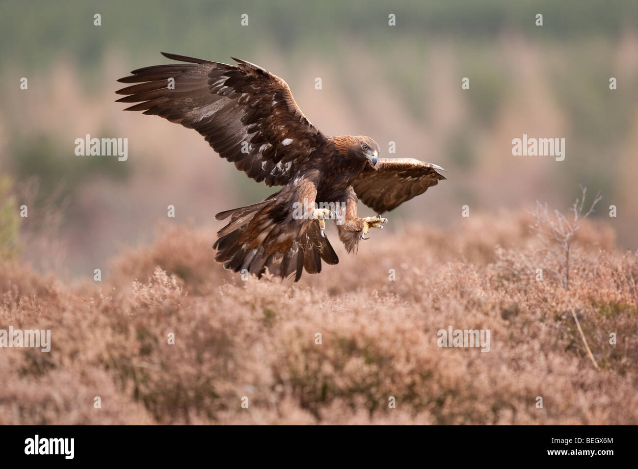 Golden Eagle Uk Flight Stock Photos Golden Eagle Uk Flight