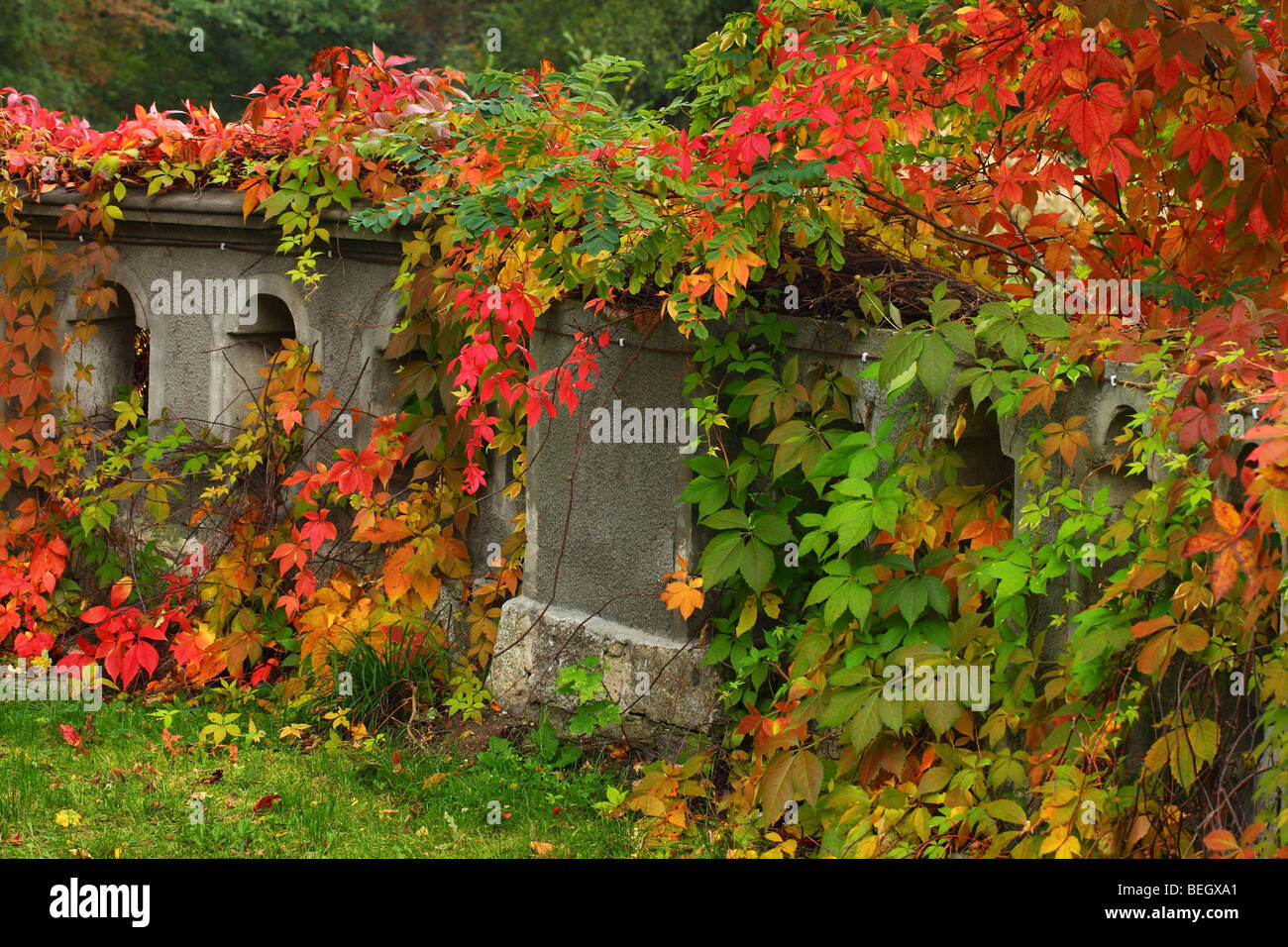 Balustrade overgrown by virginia creeper turning red at fall Parthenocissus quinquefolia Stock Photo