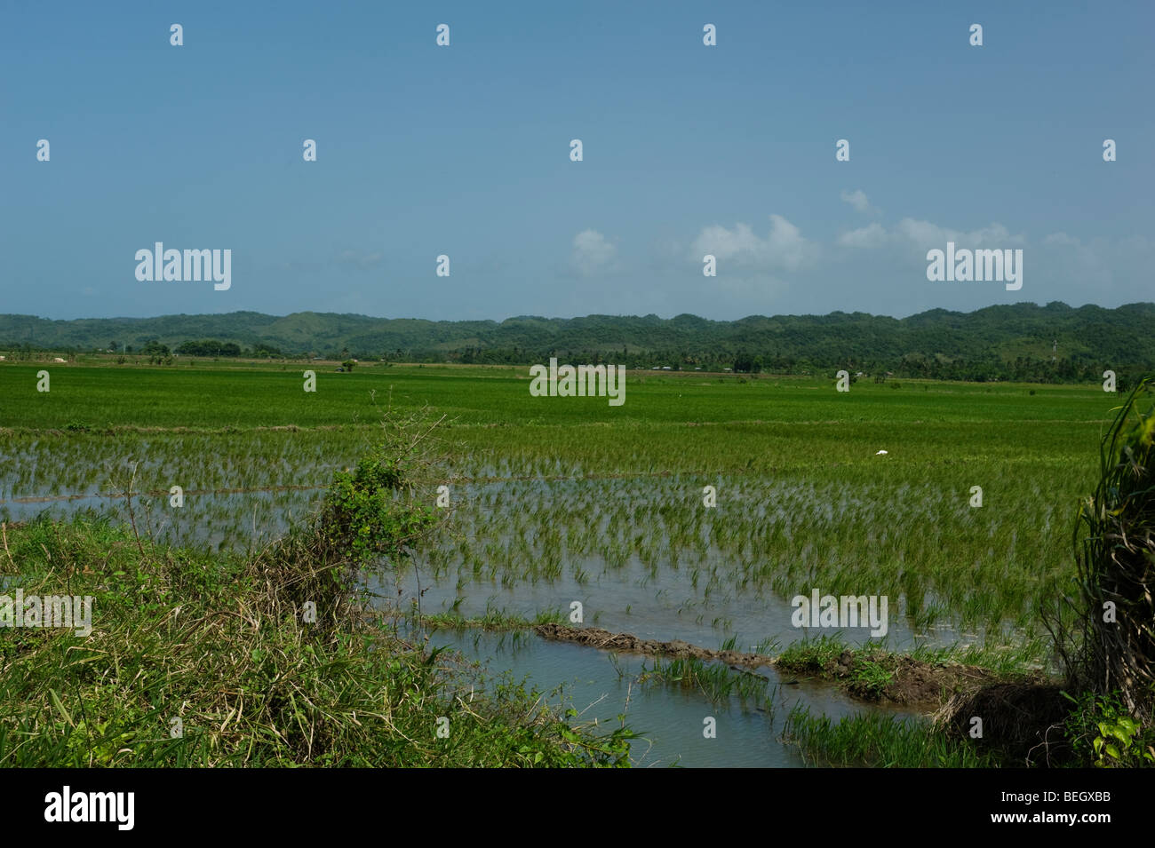 Rice fields in Dominican Republic Stock Photo