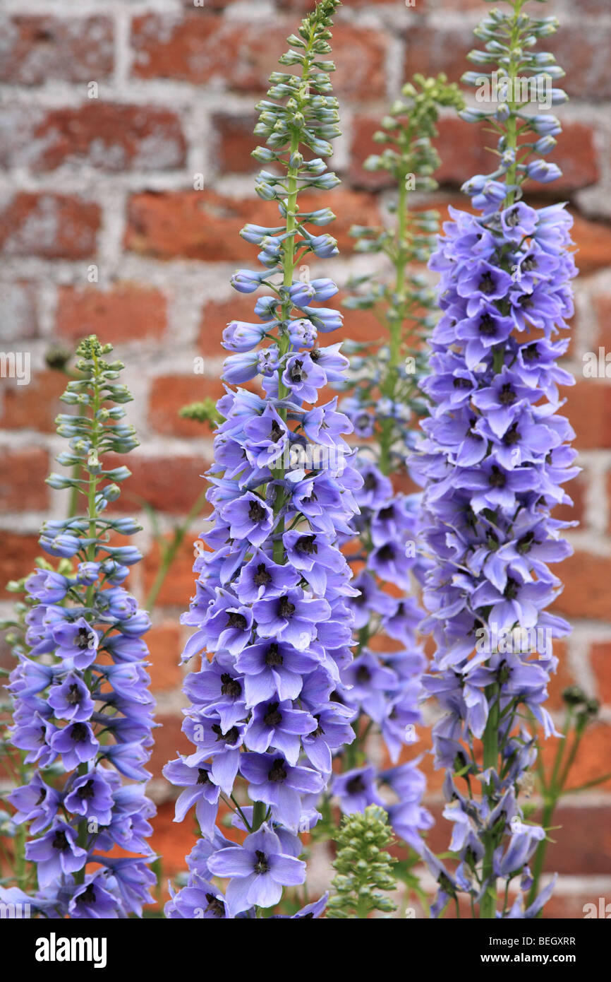 Blue delphinium in walled garden, England, UK Stock Photo