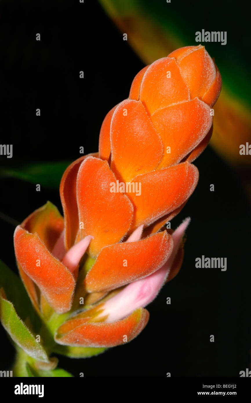 Beautiful orange flower of the Aphelandra Sinclairiana, also known as Orange Shrimp plant, Coral Aphelandra, Panama Queen. Stock Photo
