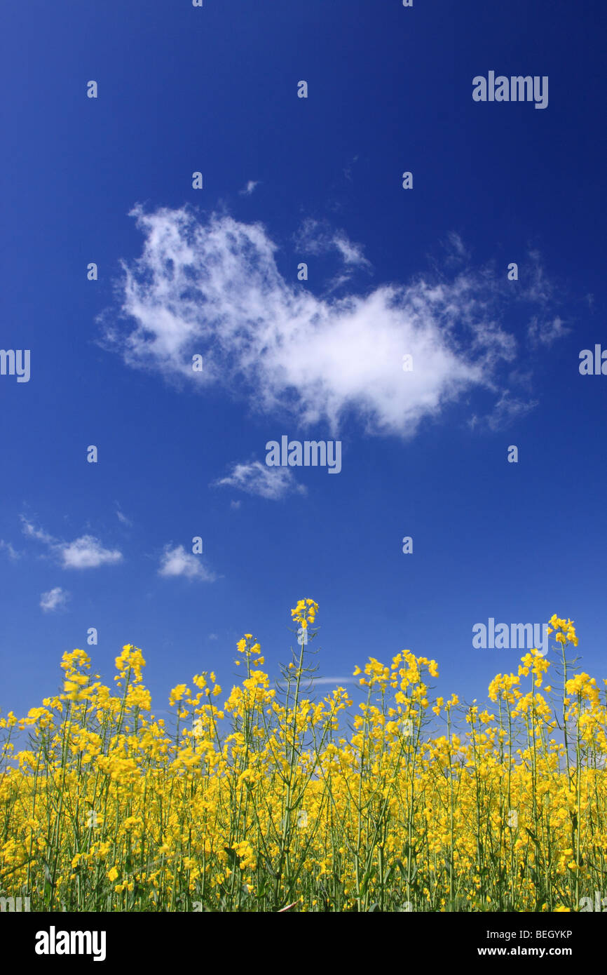Oil seed rape field in summer, England, UK Stock Photo - Alamy