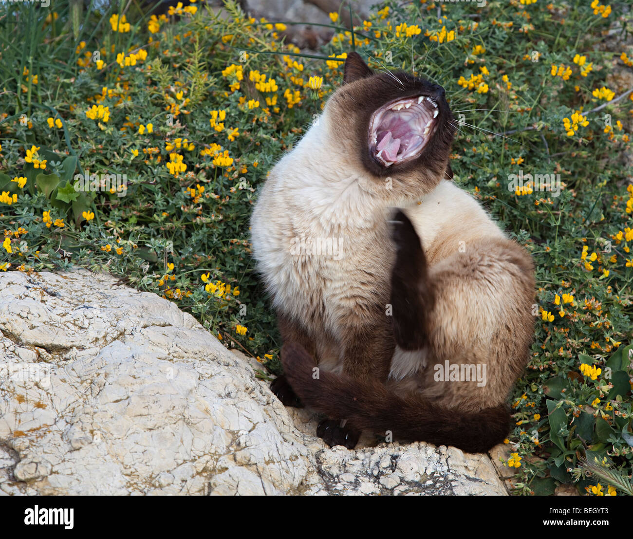 Yawning cat Spain Stock Photo