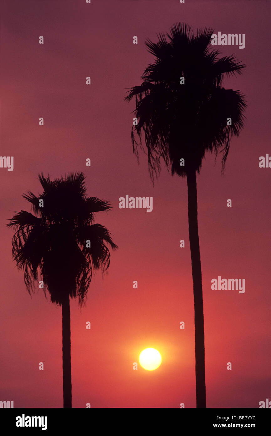Palm trees and pollution filled sky at sunset Stock Photo