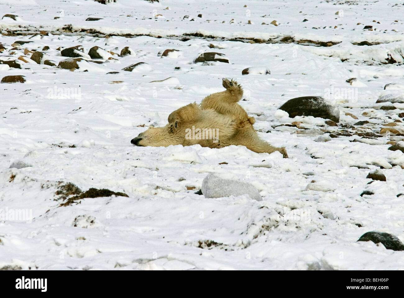 Happy polar bear hi-res stock photography and images - Page 2 - Alamy