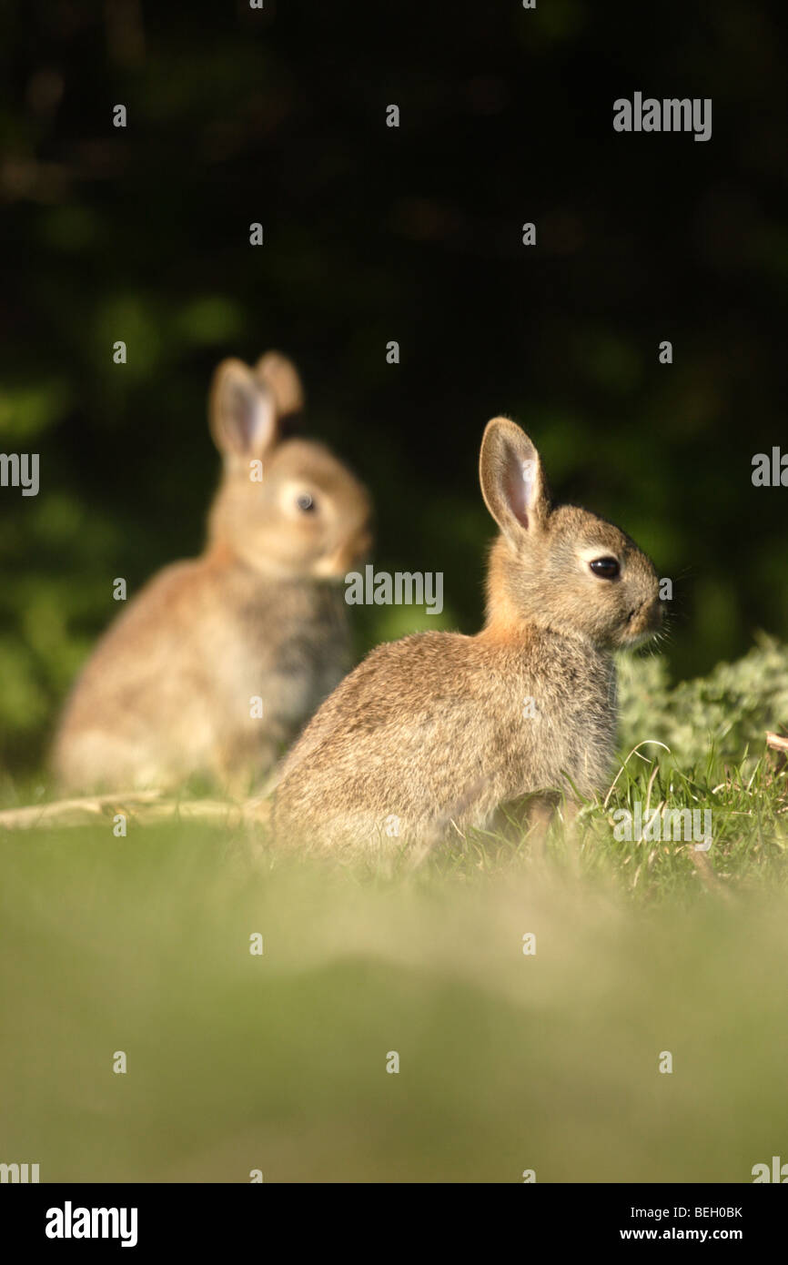 Young Bunny Rabbits, England UK Stock Photo