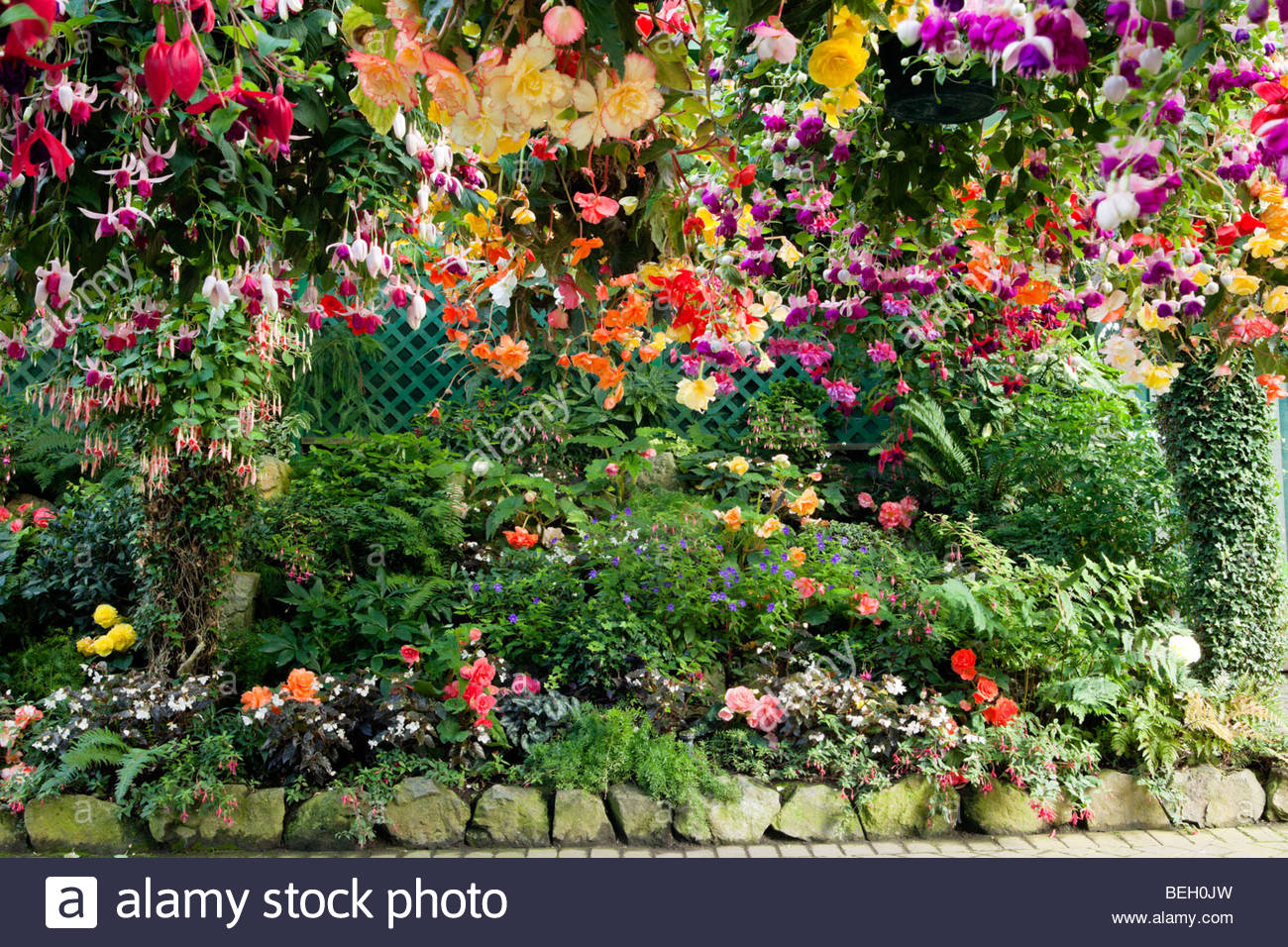 Plants For Hanging Baskets High Resolution Stock Photography and Images