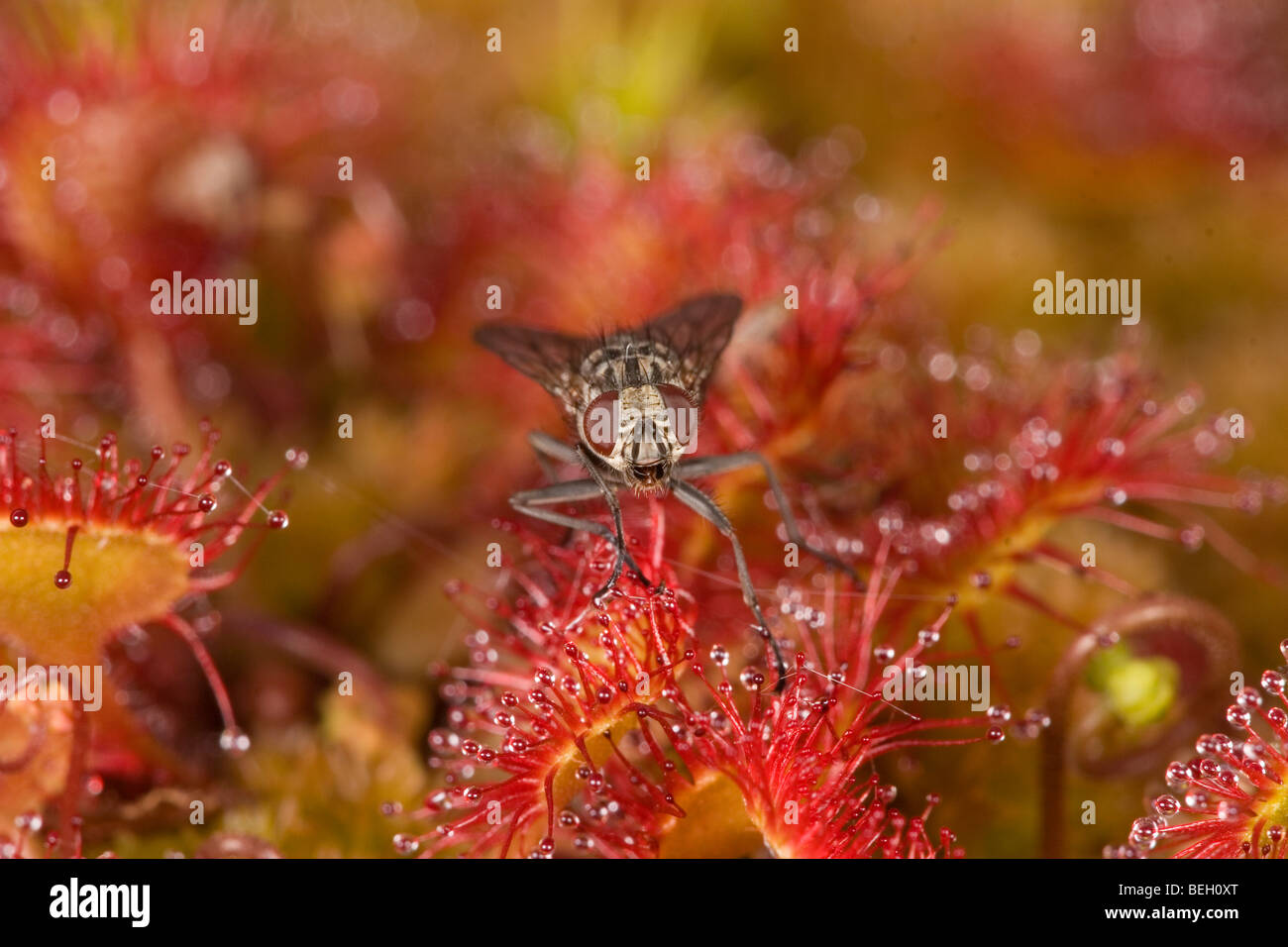 Common Sundew (Drosera rotundifolia) with trapped fly Stock Photo