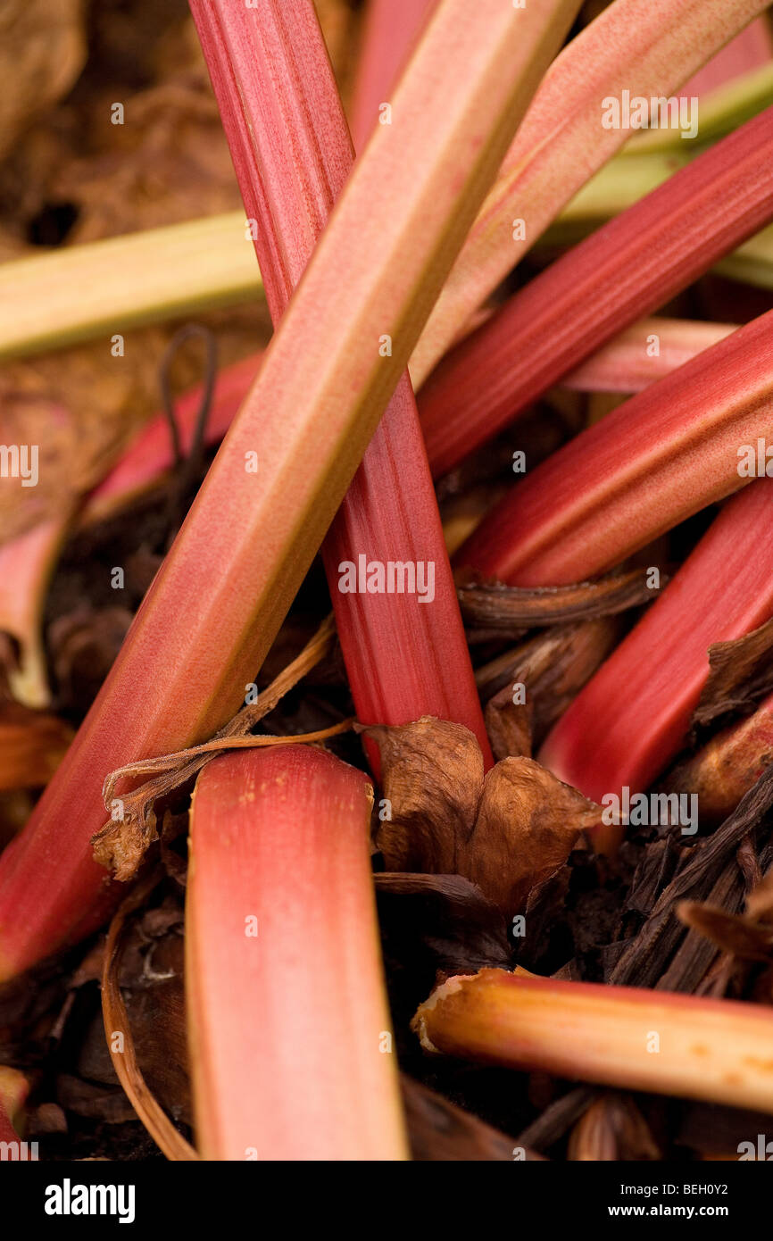 Rhubarb stalks (petioles), this plant is often home or allotment grown for consumption Stock Photo