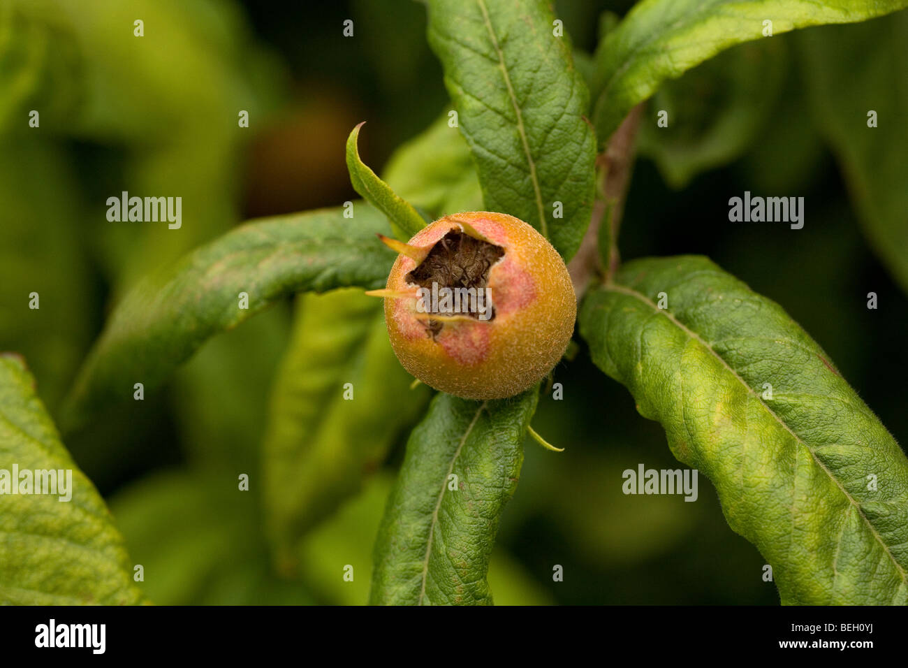 A fruit of the Common Medlar. This unusual applelike fruit, requires