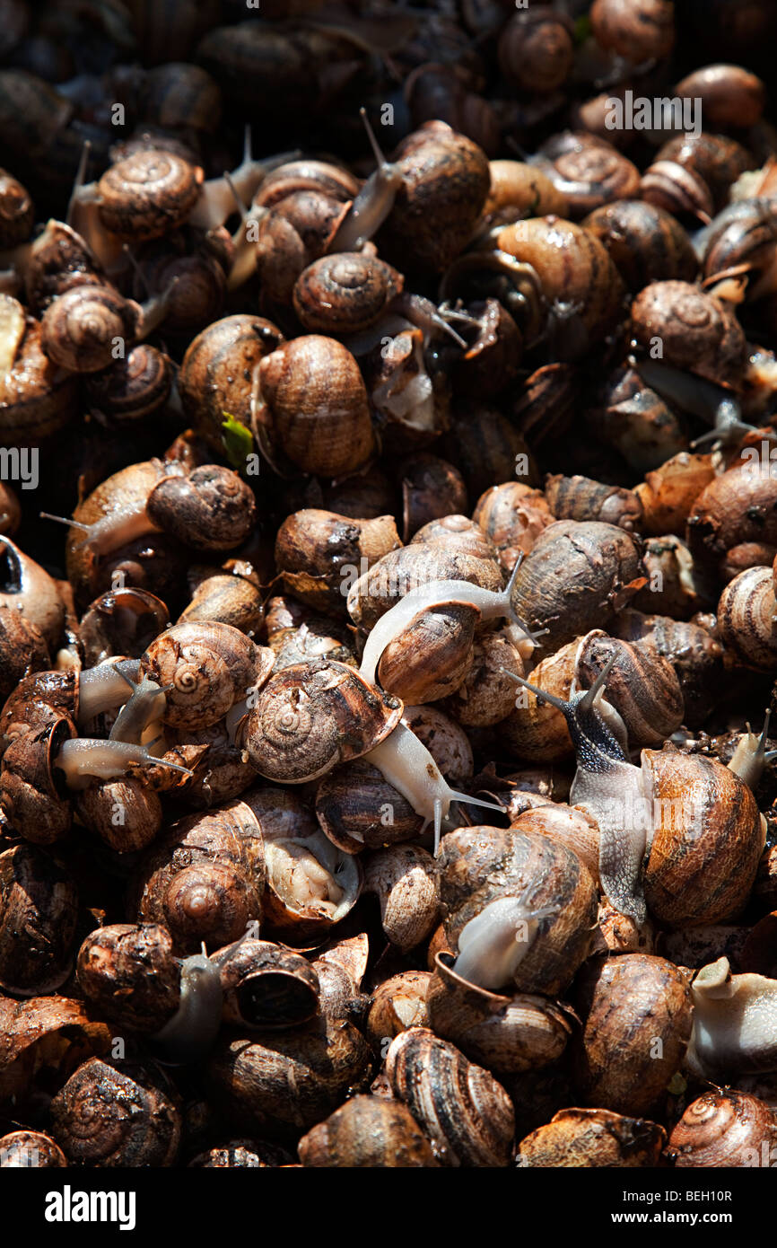 Edible snails on sale in market Sineu Mallorca Spain Stock Photo - Alamy